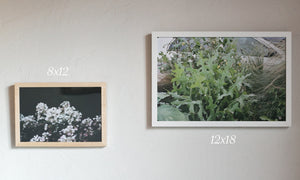 Roslyn Julia Prints