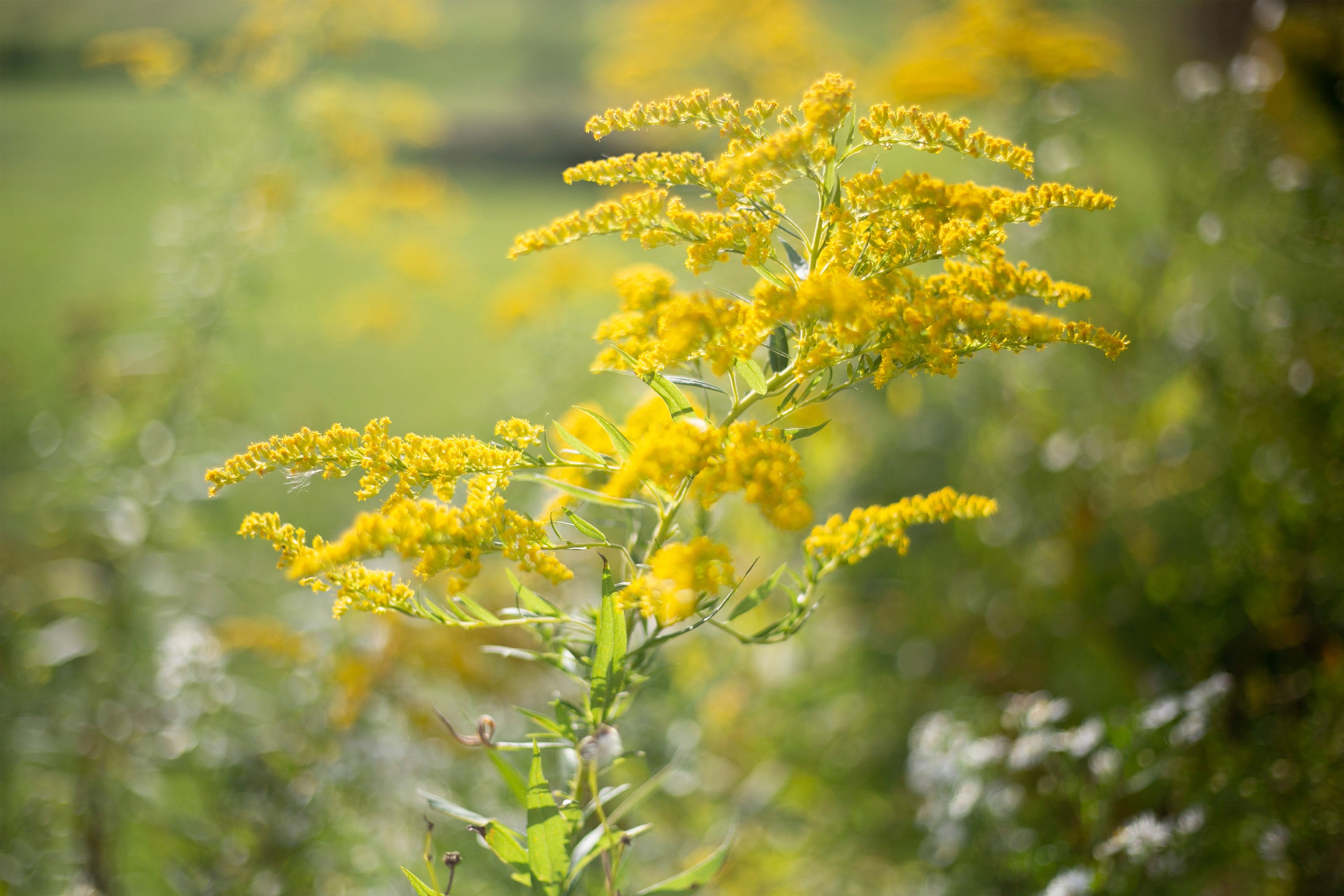 goldenrod