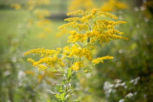 goldenrod
