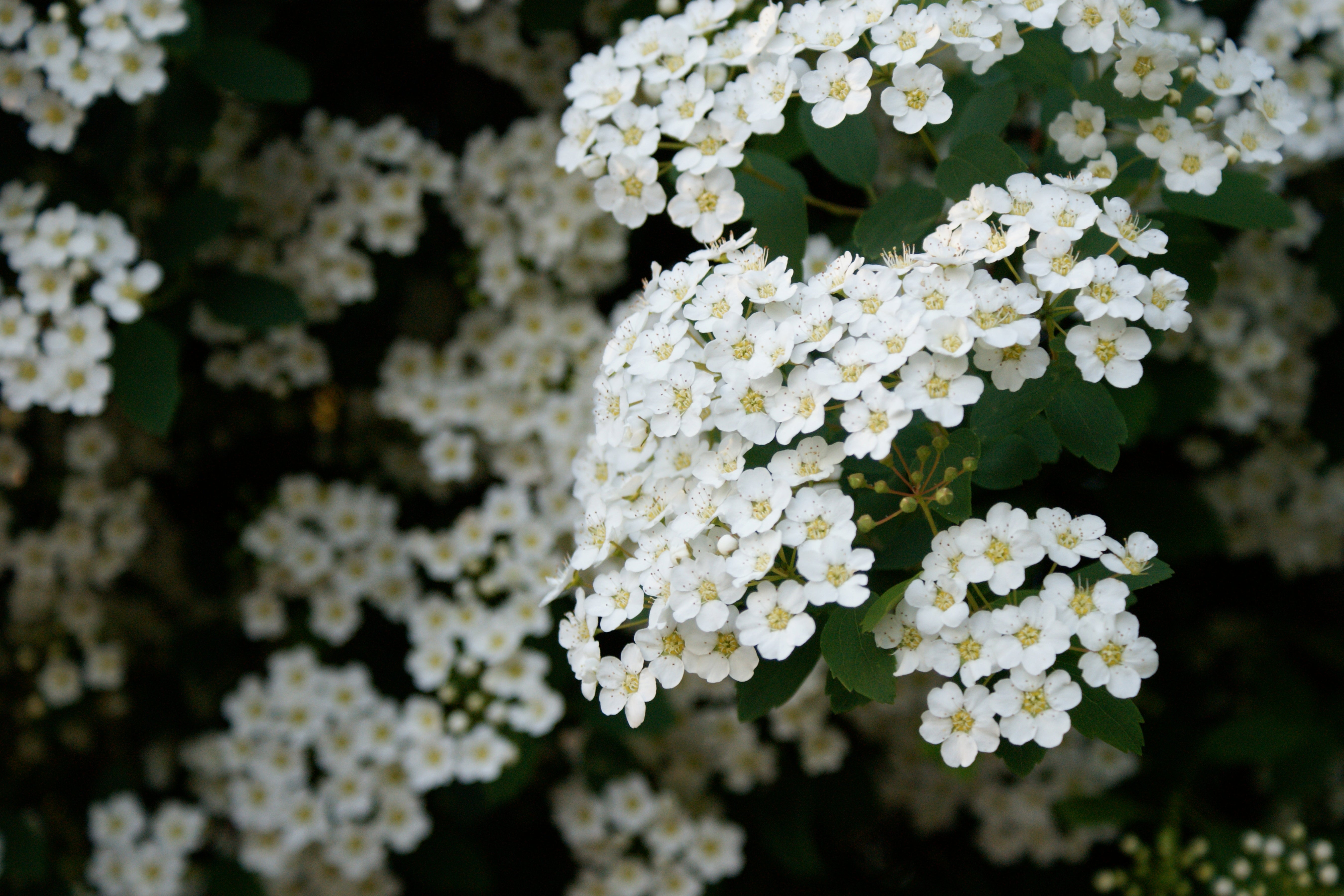 blossoms