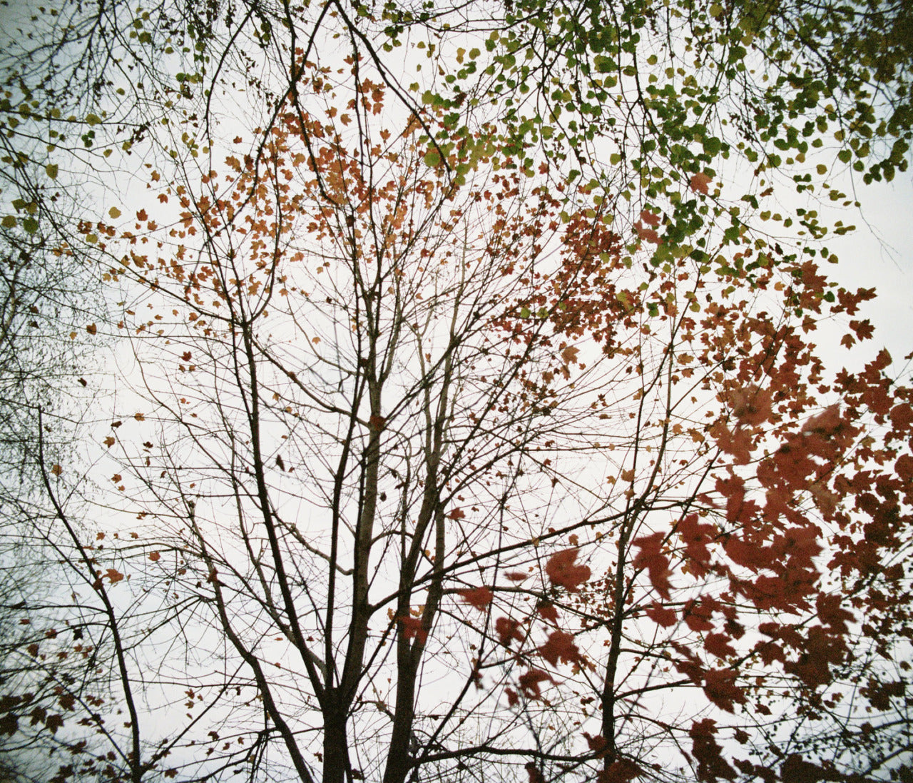 autumn - 12x14 / No Frame / No Mat