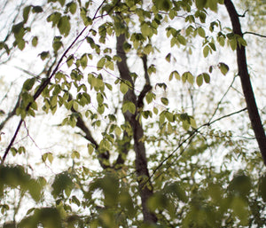 canopy