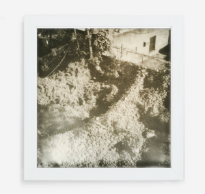 overgrown - 5x5.2 / Gallery White / No Mat