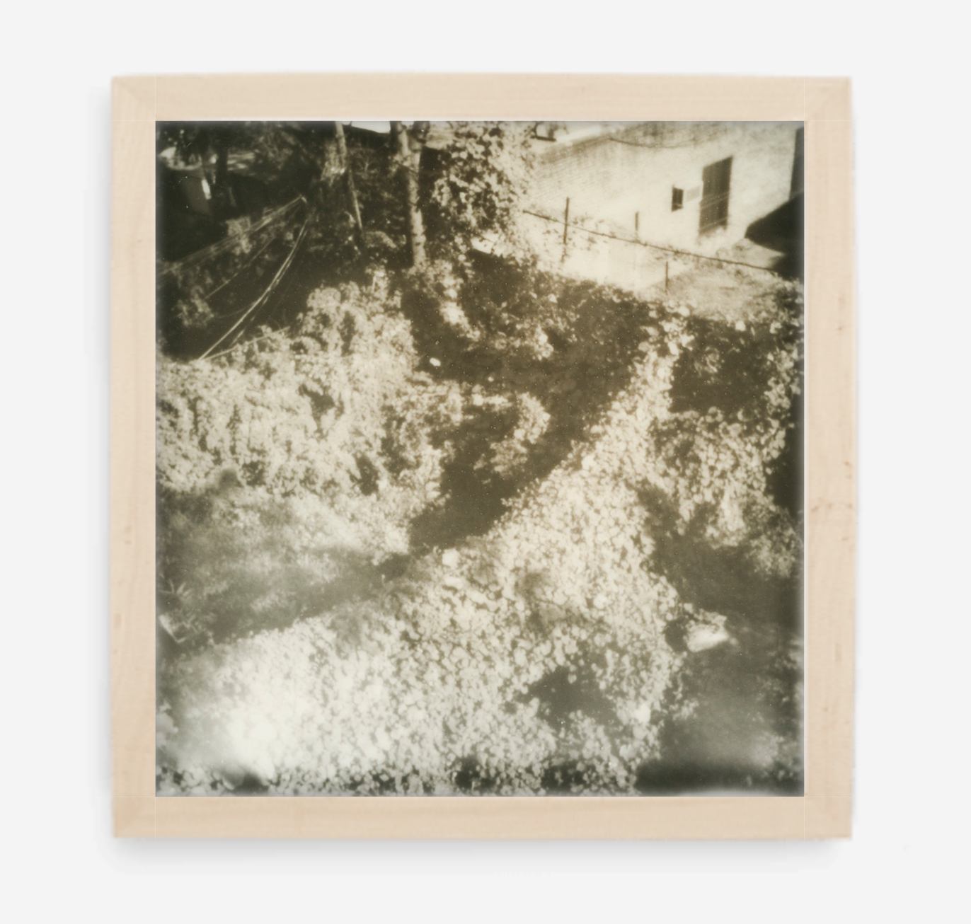 overgrown - 5x5.2 / Gallery Natural / No Mat
