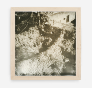 overgrown - 5x5.2 / Gallery Natural / No Mat