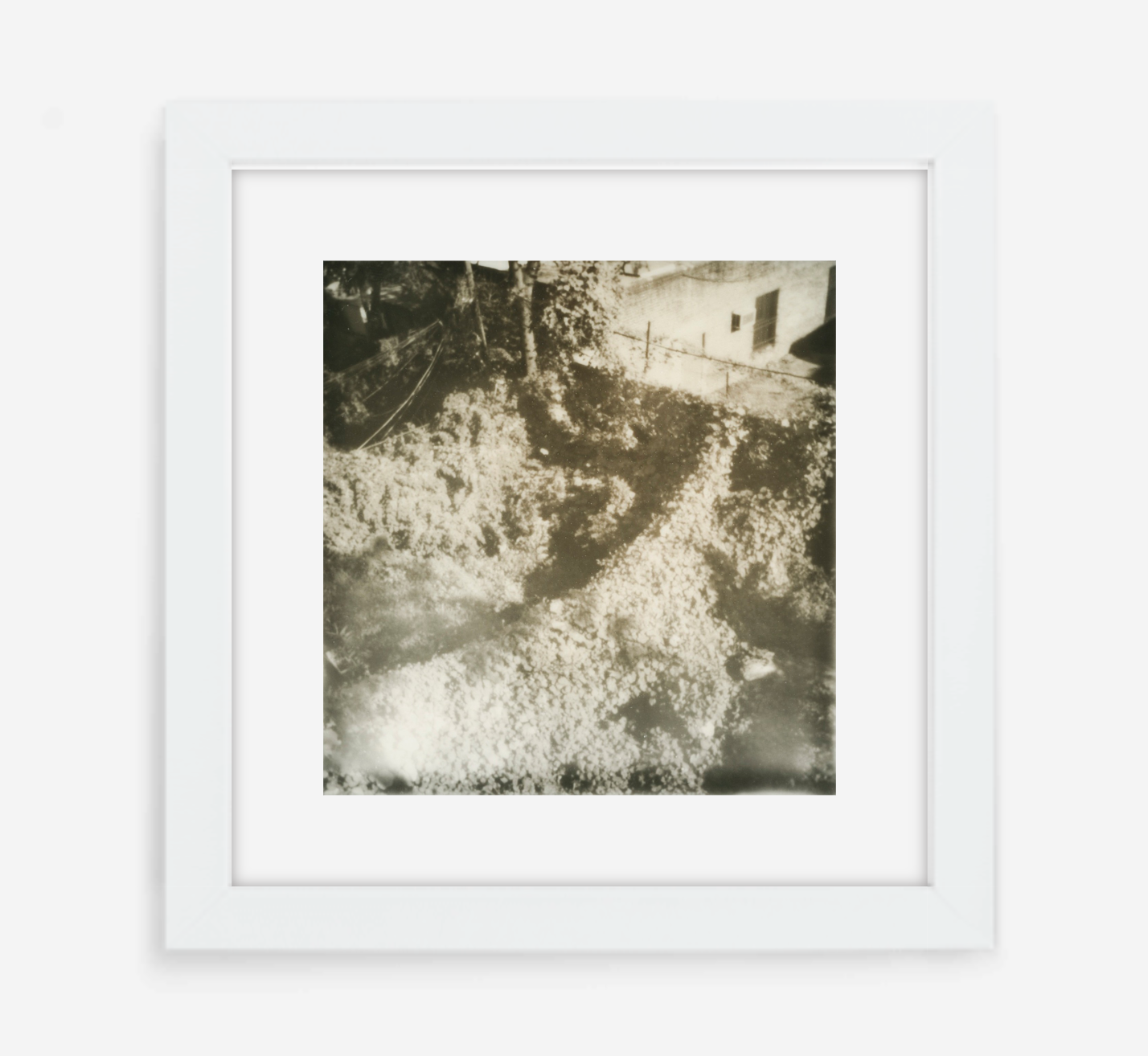 overgrown - 5x5.2 / Gallery White / With Mat
