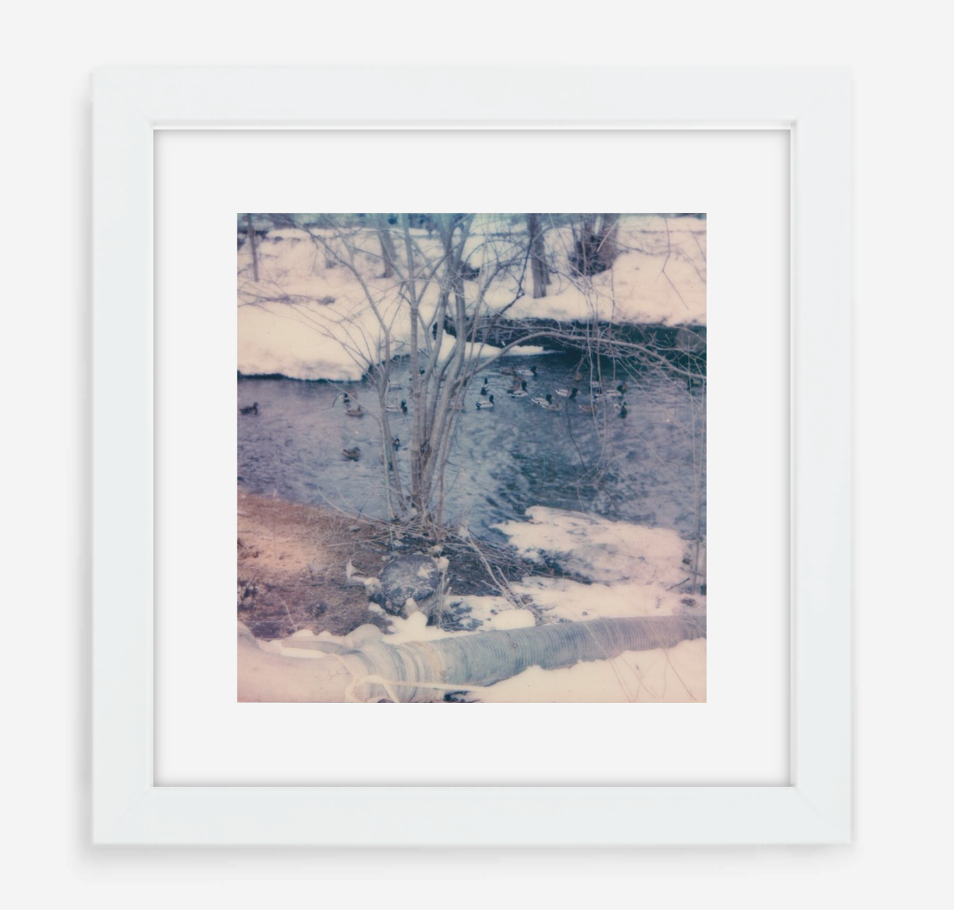 winter ducks - 5x5.2 / Gallery White / With Mat