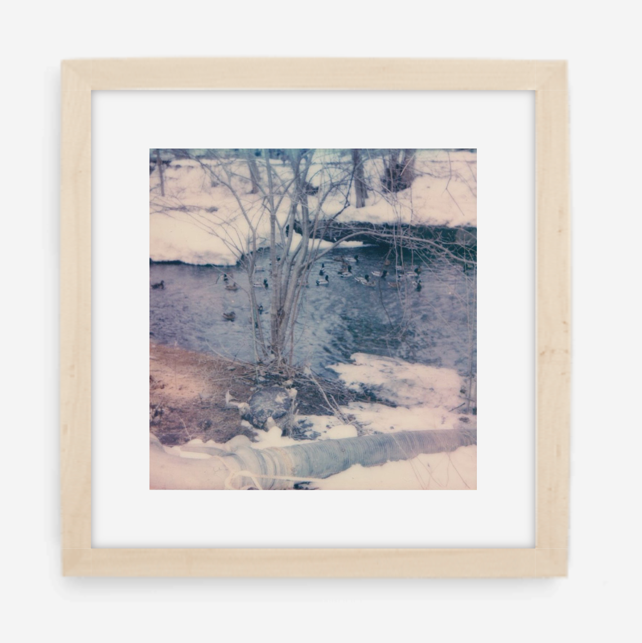 winter ducks - 5x5.2 / Gallery Natural / With Mat