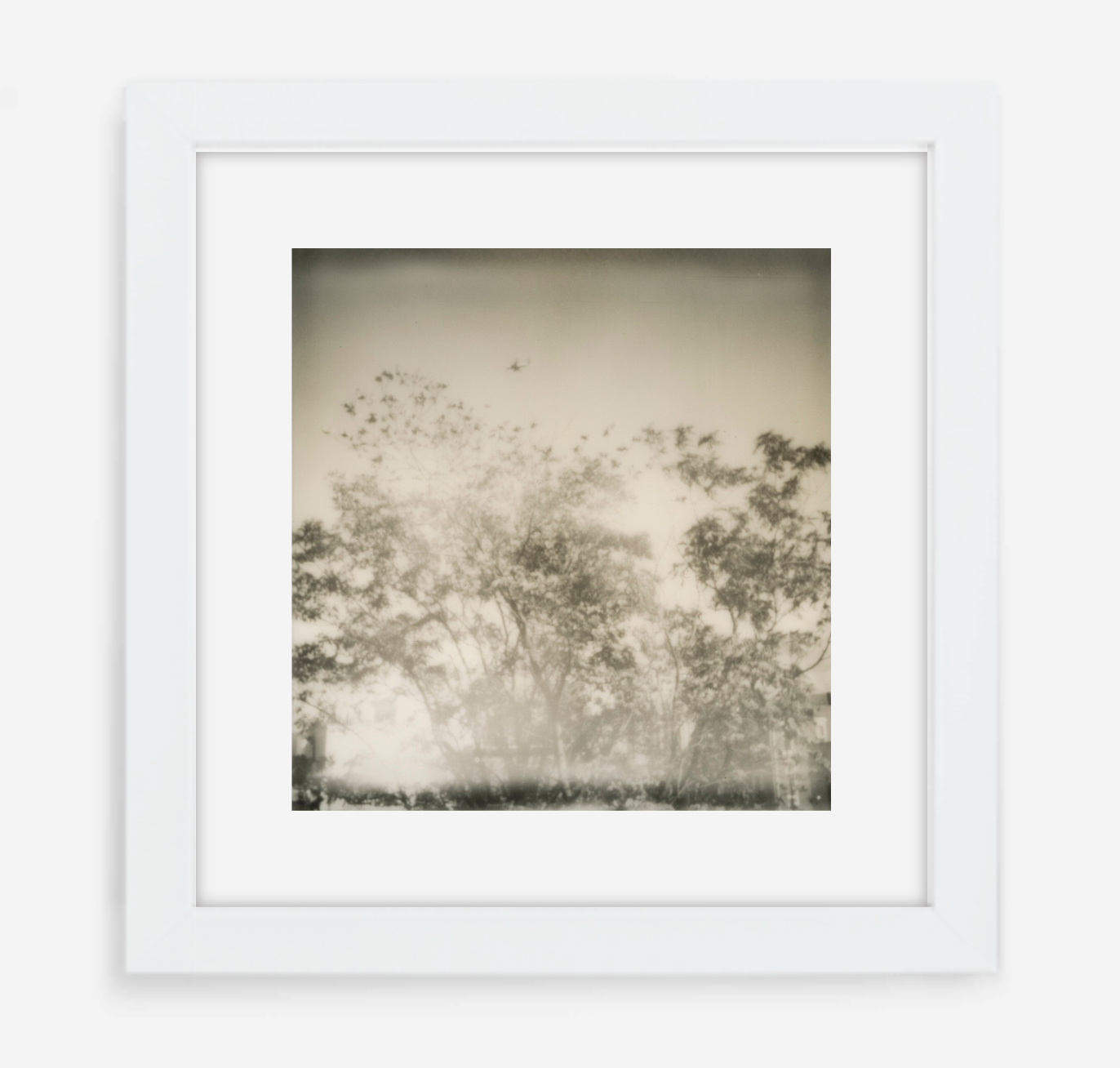 plane over trees - 5x5.2 / Gallery White / With Mat