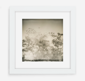 plane over trees - 5x5.2 / Gallery White / With Mat