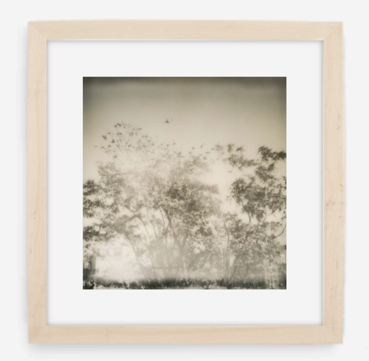 plane over trees - 5x5.2 / Gallery Natural / With Mat