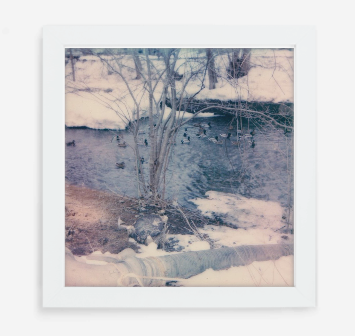 winter ducks - 5x5.2 / Gallery White / No Mat
