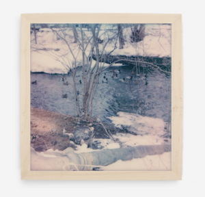 winter ducks - 5x5.2 / Gallery Natural / No Mat