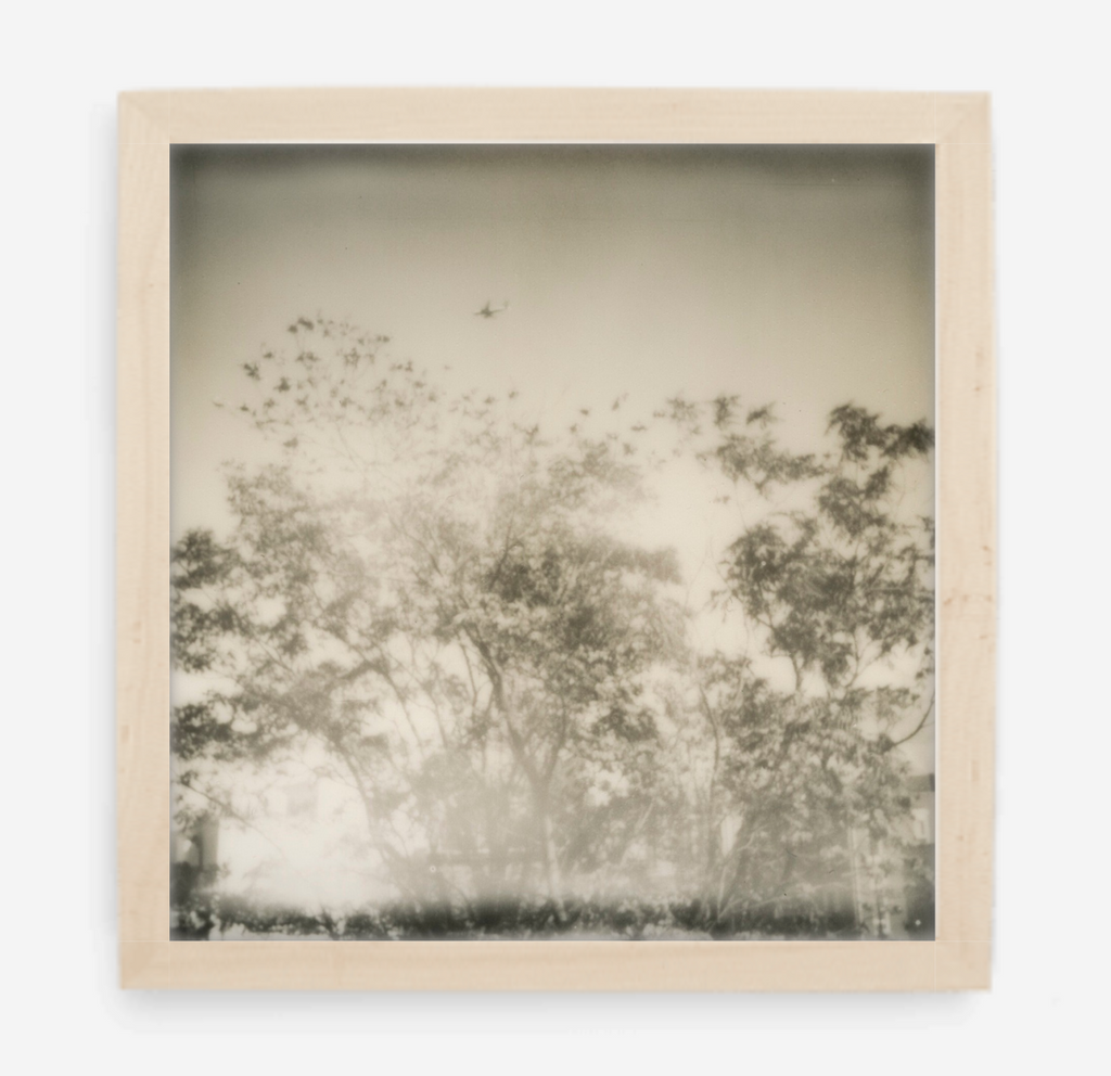 plane over trees - 5x5.2 / Gallery Natural / No Mat