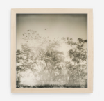 plane over trees - 5x5.2 / Gallery Natural / No Mat