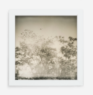 plane over trees - 5x5.2 / Gallery White / No Mat