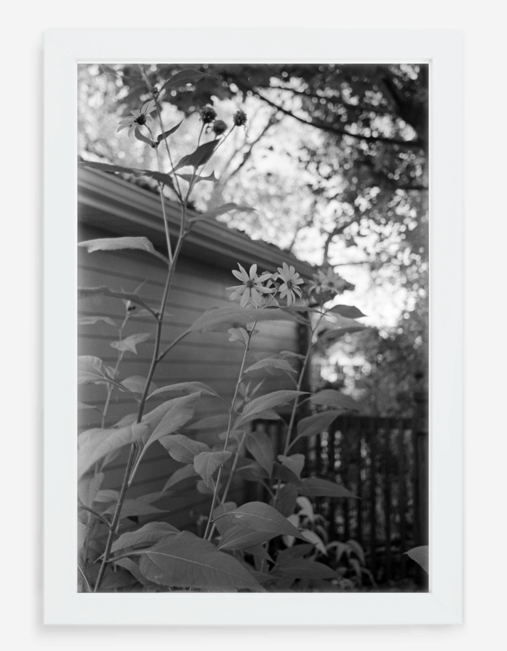 flowers - 8x12 / Gallery White / No Mat - 12x18 / Gallery White / No Mat