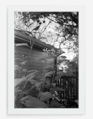 flowers - 8x12 / Gallery White / No Mat - 12x18 / Gallery White / No Mat