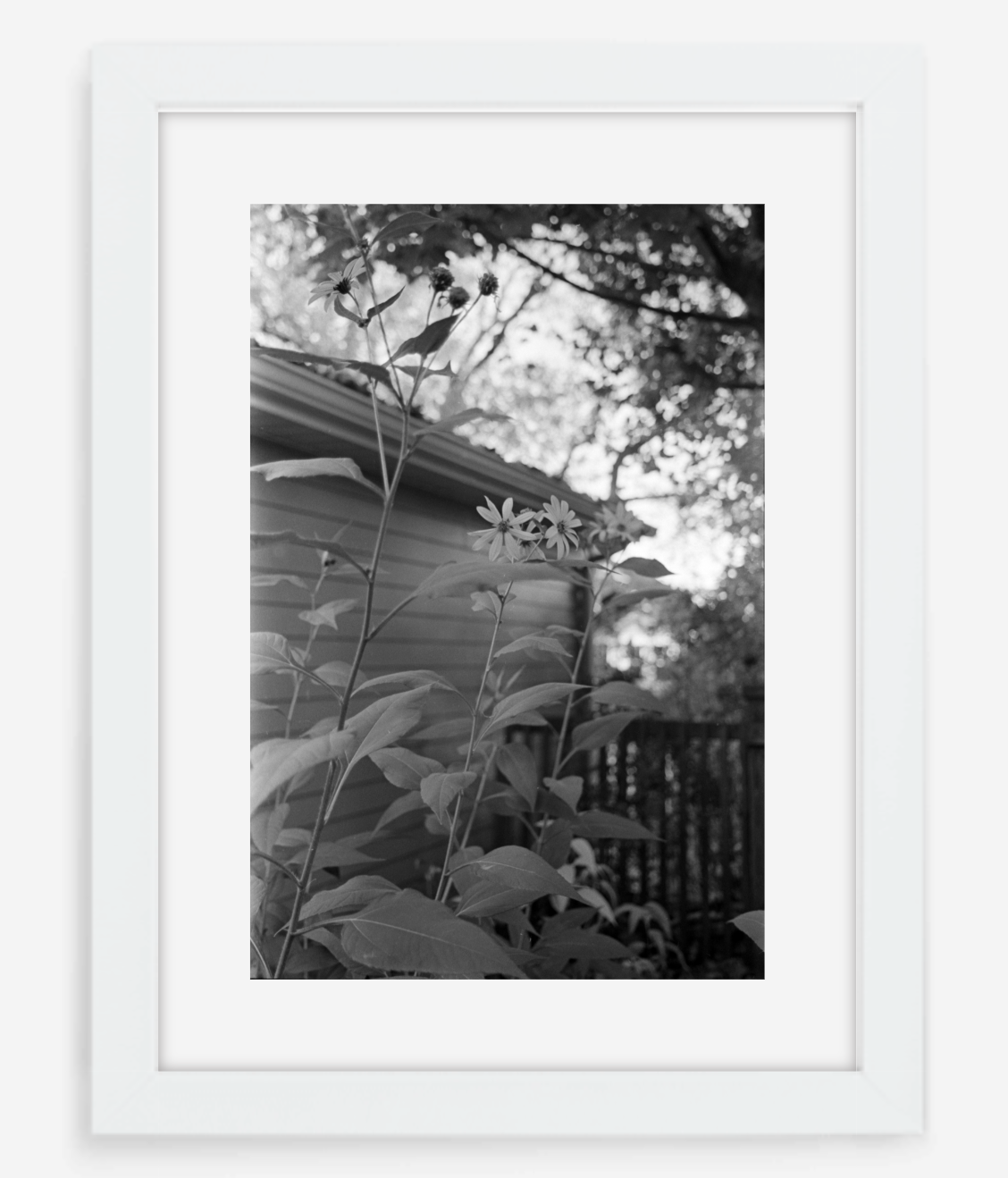 flowers - 8x12 / Gallery White / With Mat - 12x18 / Gallery White / With Mat