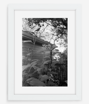 flowers - 8x12 / Gallery White / With Mat - 12x18 / Gallery White / With Mat