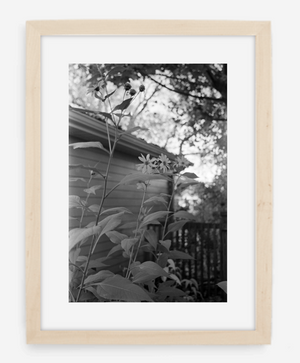 flowers - 8x12 / Gallery Natural / With Mat - 12x18 / Gallery Natural / With Mat