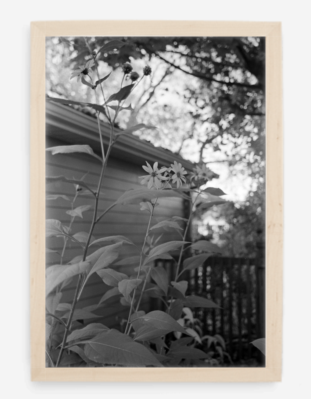 flowers - 8x12 / Gallery Natural / No Mat - 12x18 / Gallery Natural / No Mat