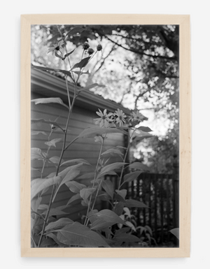 flowers - 8x12 / Gallery Natural / No Mat - 12x18 / Gallery Natural / No Mat
