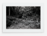 the garden - 8x12 / Gallery White / No Mat - 12x18 / Gallery White / No Mat