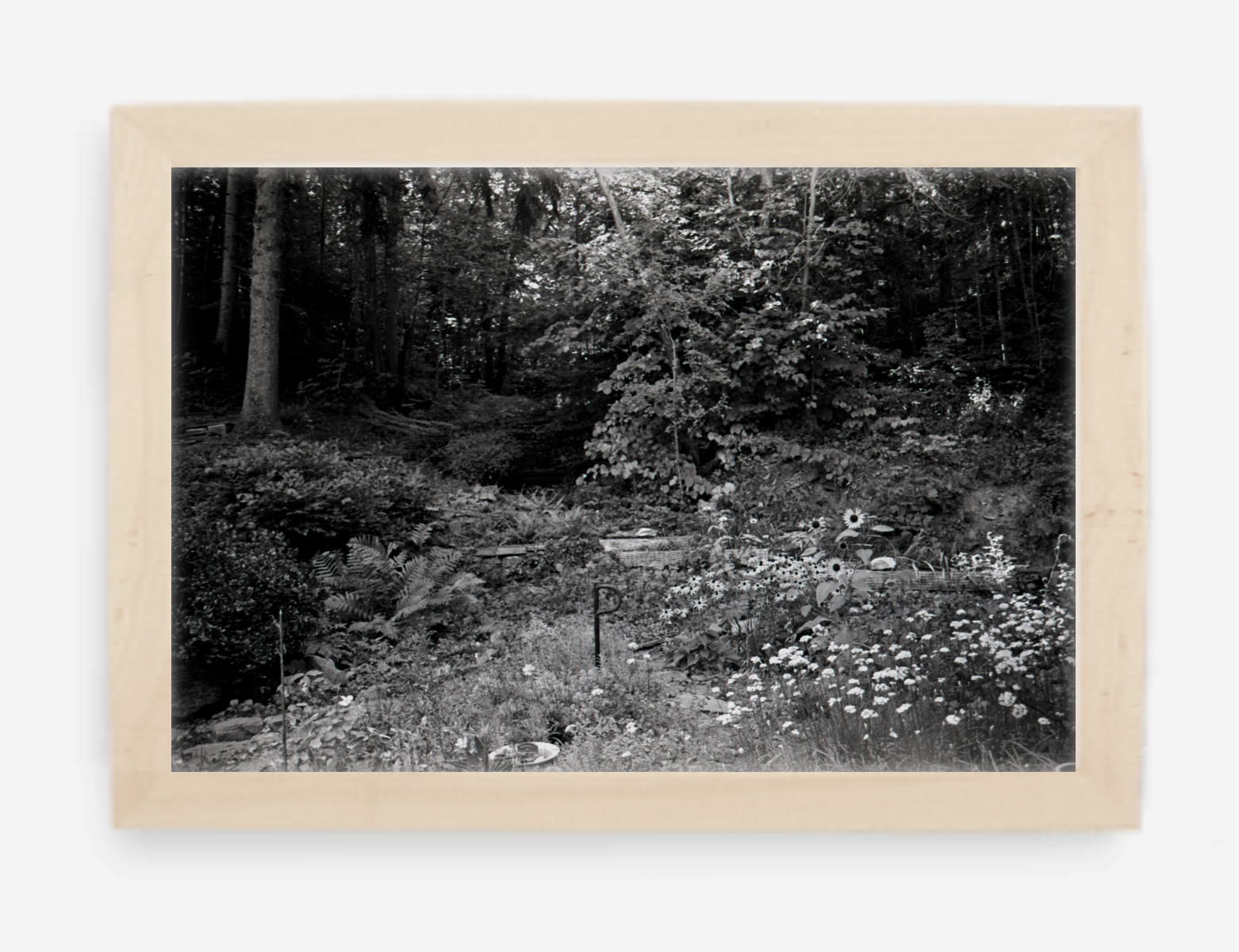 the garden - 8x12 / Gallery Natural / No Mat - 12x18 / Gallery Natural / No Mat