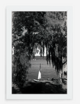 willows - 8x12 / Gallery White / No Mat - 12x18 / Gallery White / No Mat