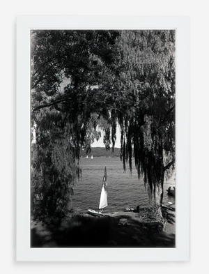 willows - 8x12 / Gallery White / No Mat - 12x18 / Gallery White / No Mat