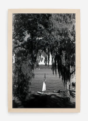 willows - 8x12 / Gallery Natural / No Mat - 12x18 / Gallery Natural / No Mat