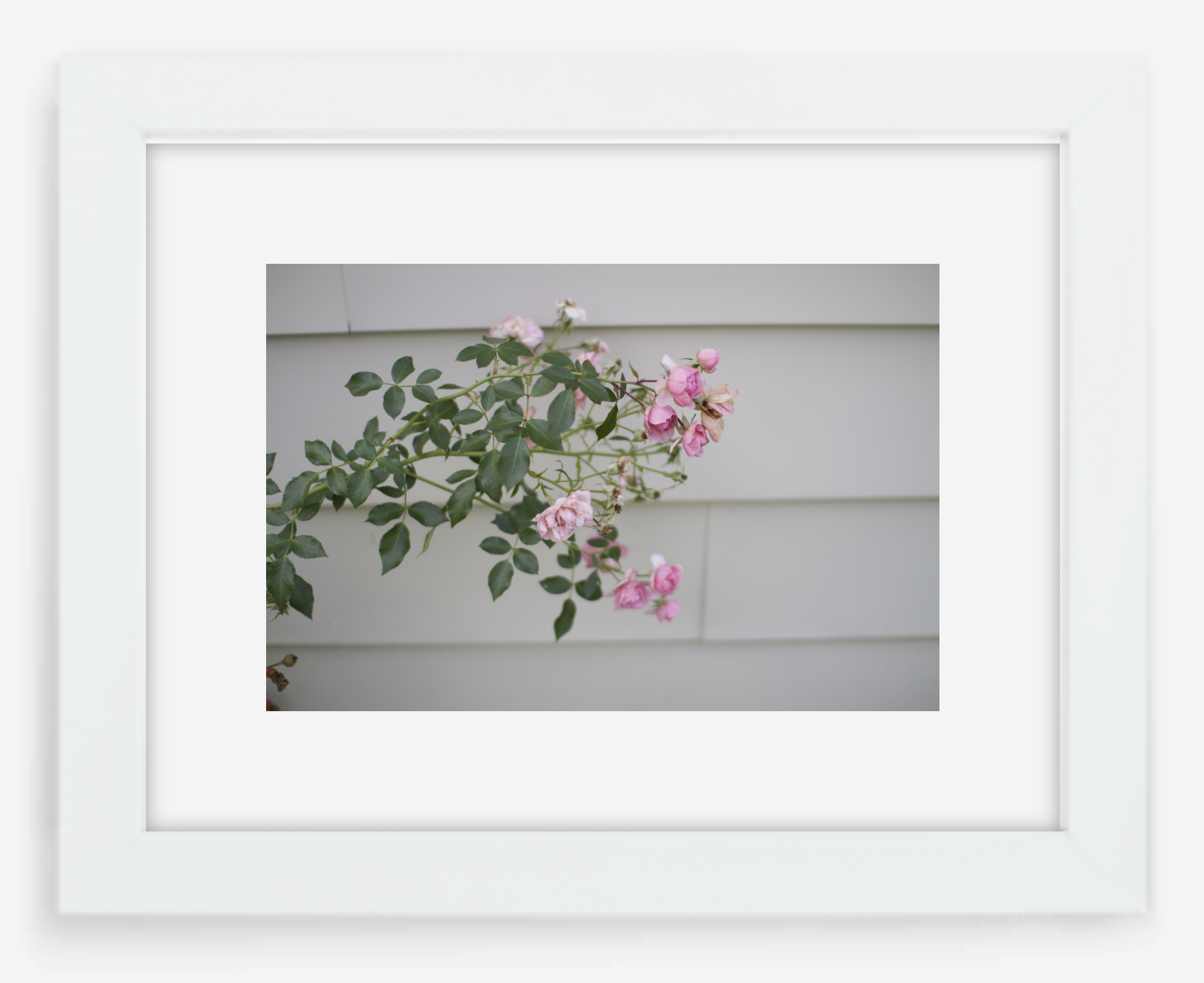 pink rose - 8x12 / gallery white / with mat - 12x18 / gallery white / with mat - 16x24 / gallery white / with mat