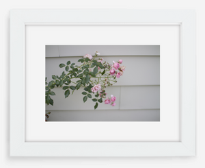 pink rose - 8x12 / gallery white / with mat - 12x18 / gallery white / with mat - 16x24 / gallery white / with mat