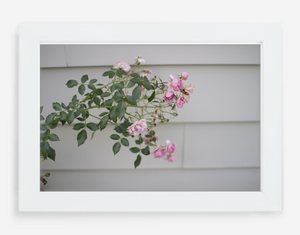 pink rose - 8x12 / gallery white / no mat - 12x18 / gallery white / no mat - 16x24 / gallery white / no mat