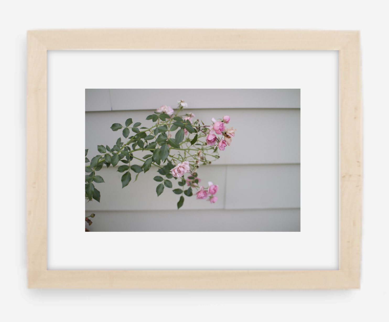 pink rose - 8x12 / gallery natural / with mat - 12x18 / gallery natural / with mat - 16x24 / gallery natural / with mat