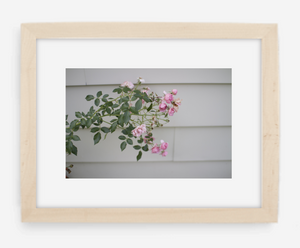 pink rose - 8x12 / gallery natural / with mat - 12x18 / gallery natural / with mat - 16x24 / gallery natural / with mat