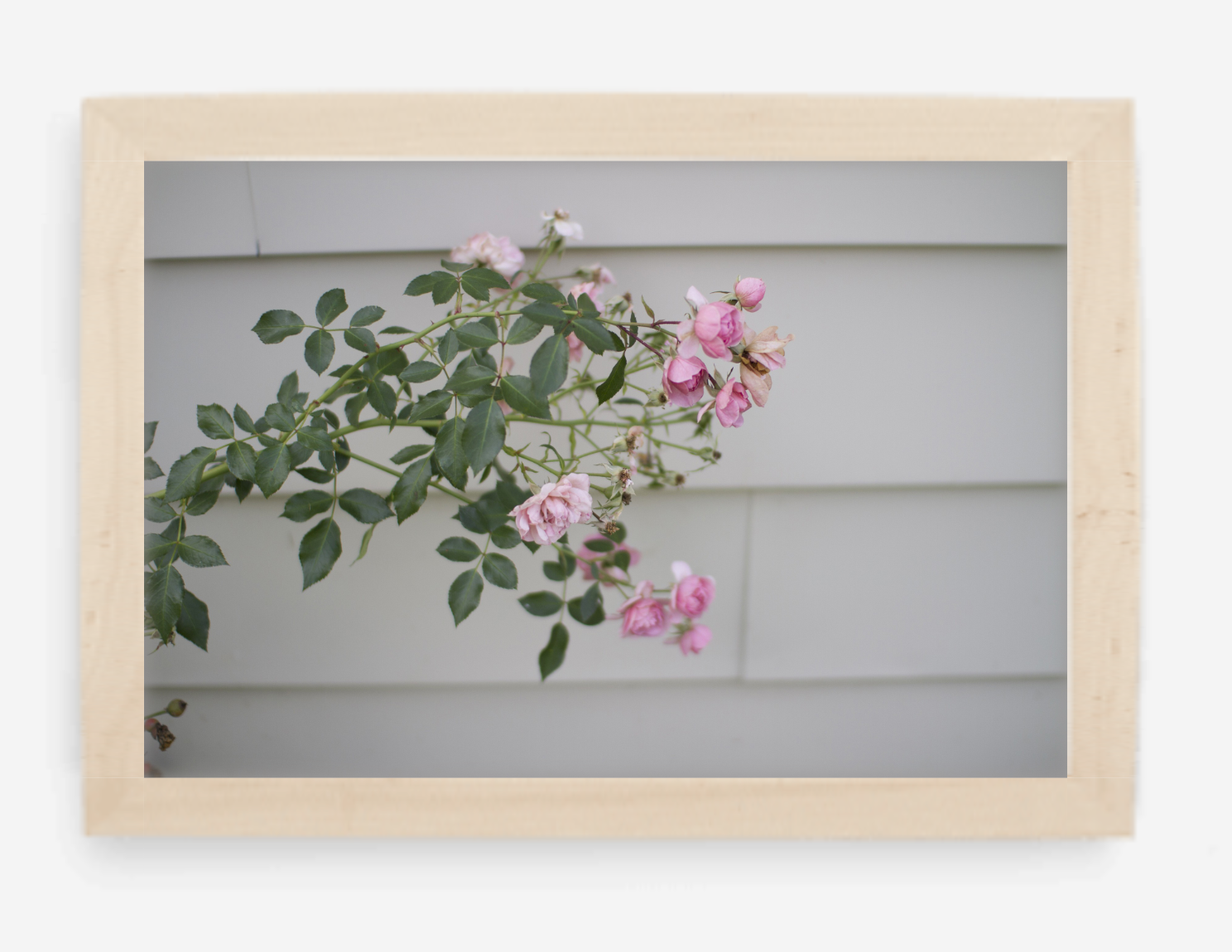 pink rose - 8x12 / gallery natural / no mat - 12x18 / gallery natural / no mat - 16x24 / gallery natural / no mat