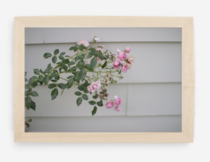 pink rose - 8x12 / gallery natural / no mat - 12x18 / gallery natural / no mat - 16x24 / gallery natural / no mat