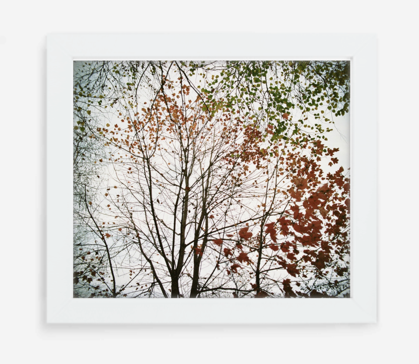 autumn - 12x14 / Gallery White / No Mat