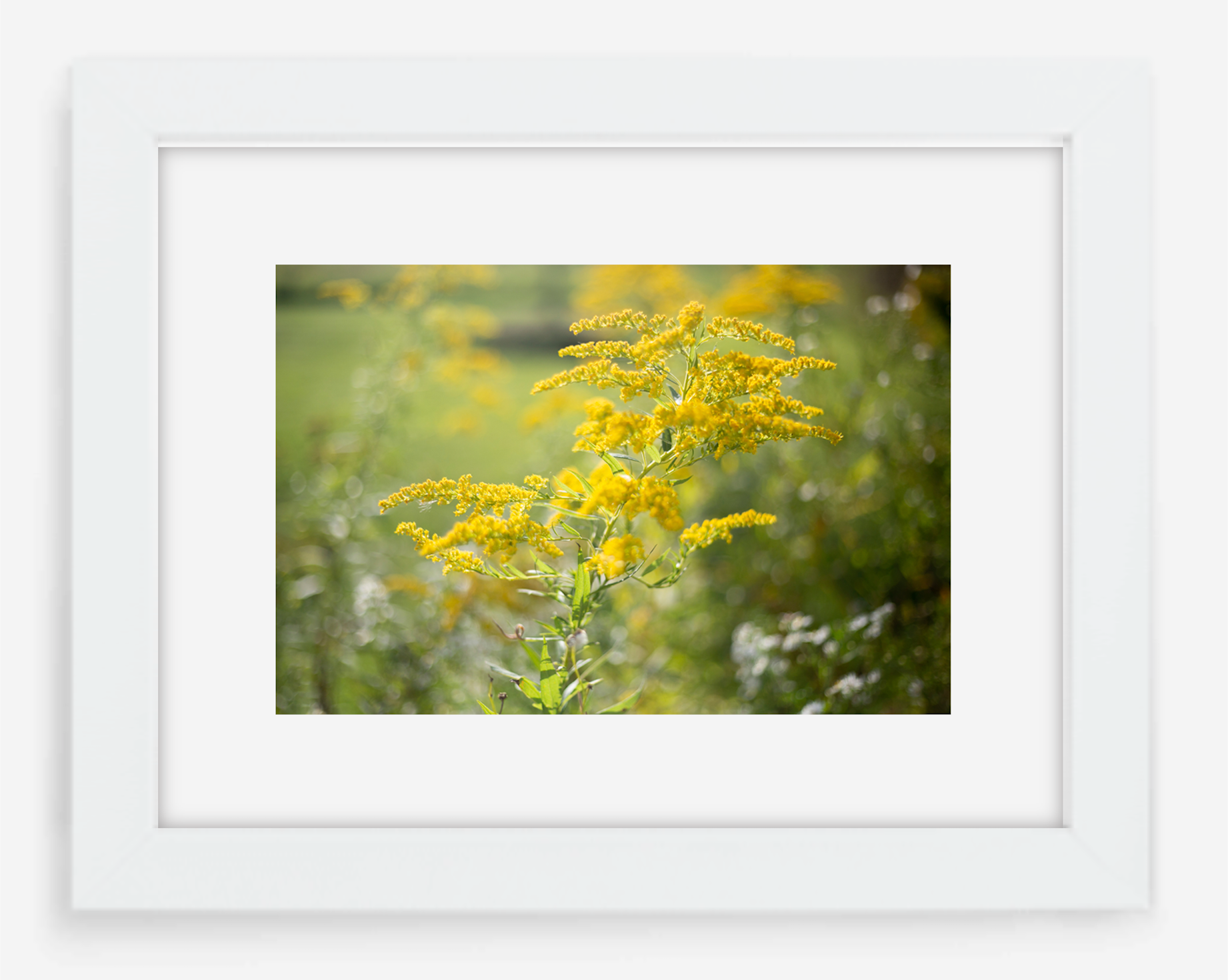 goldenrod