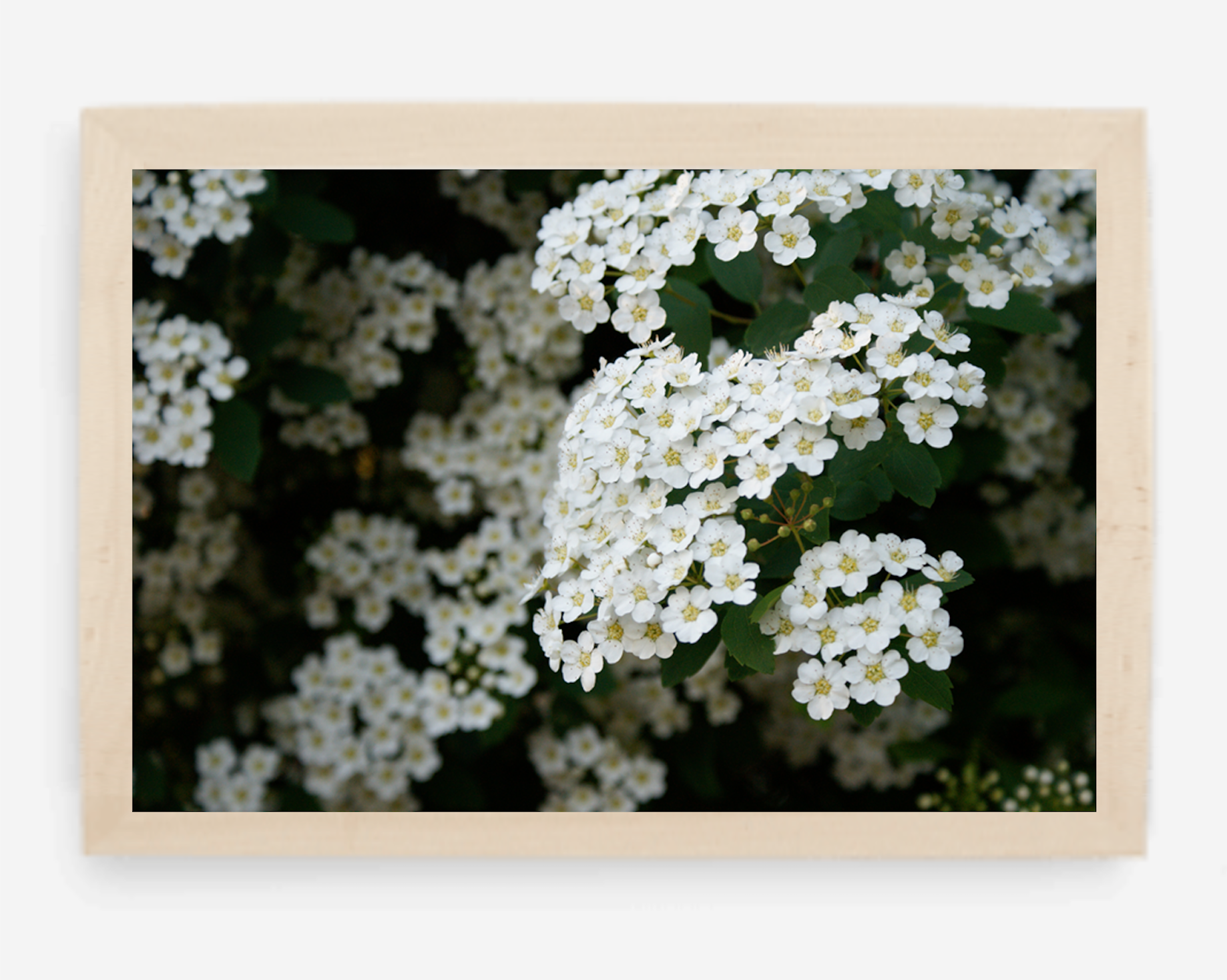 blossoms
