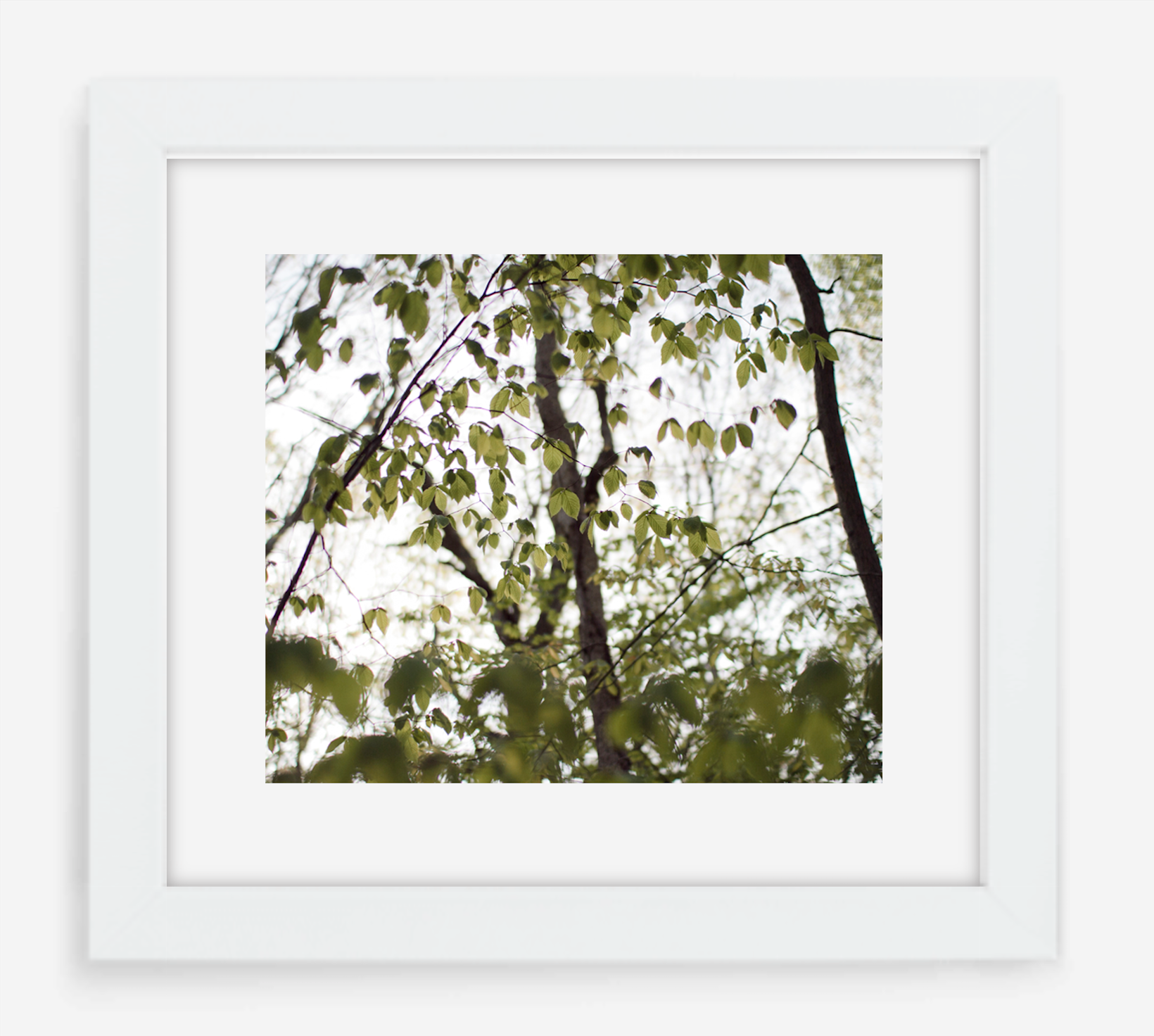 canopy
