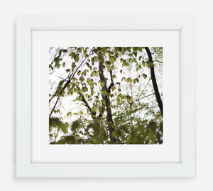 canopy