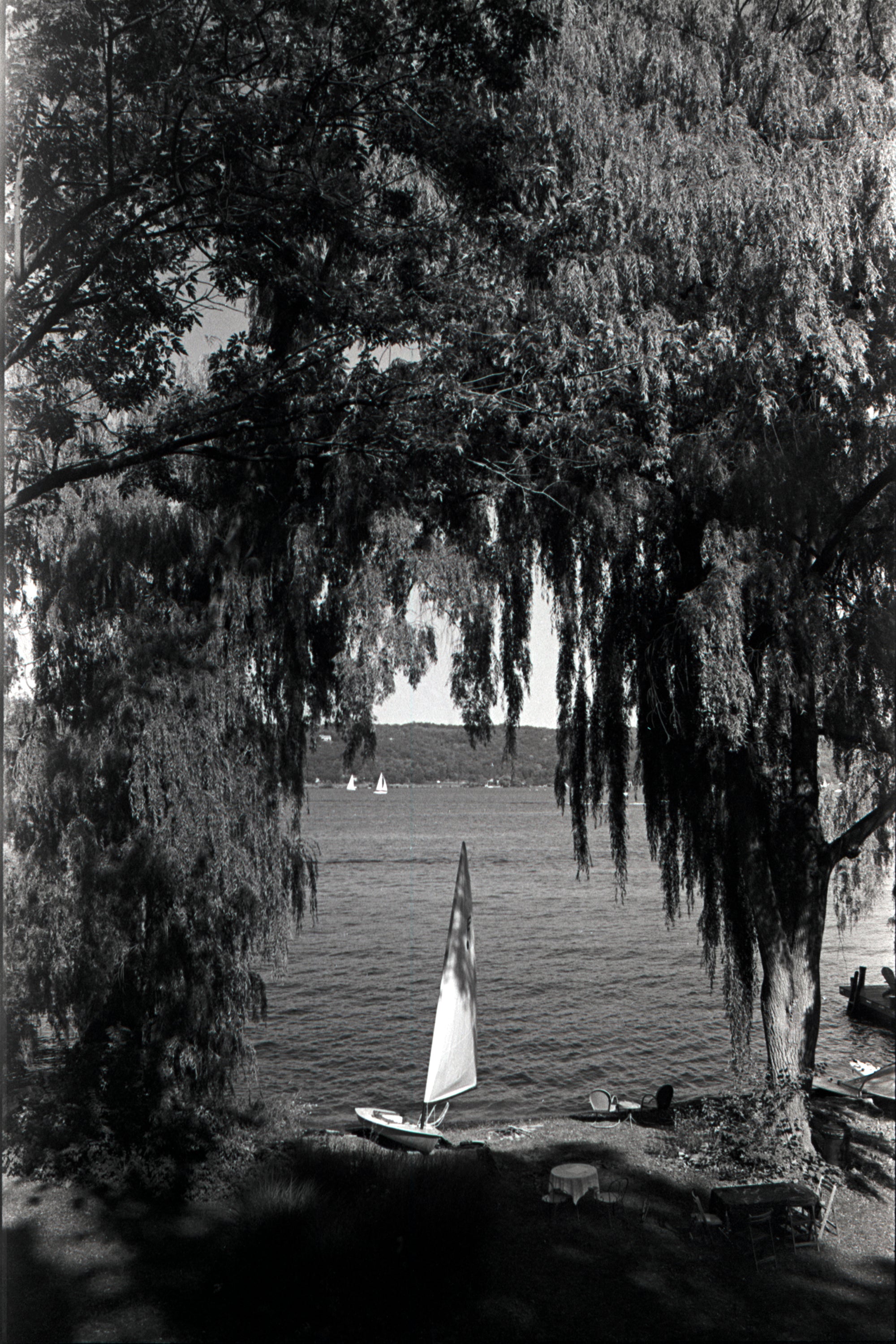 willows - 8x12 / No Frame / No Mat - 12x18 / No Frame / No Mat