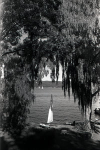 willows - 8x12 / No Frame / No Mat - 12x18 / No Frame / No Mat