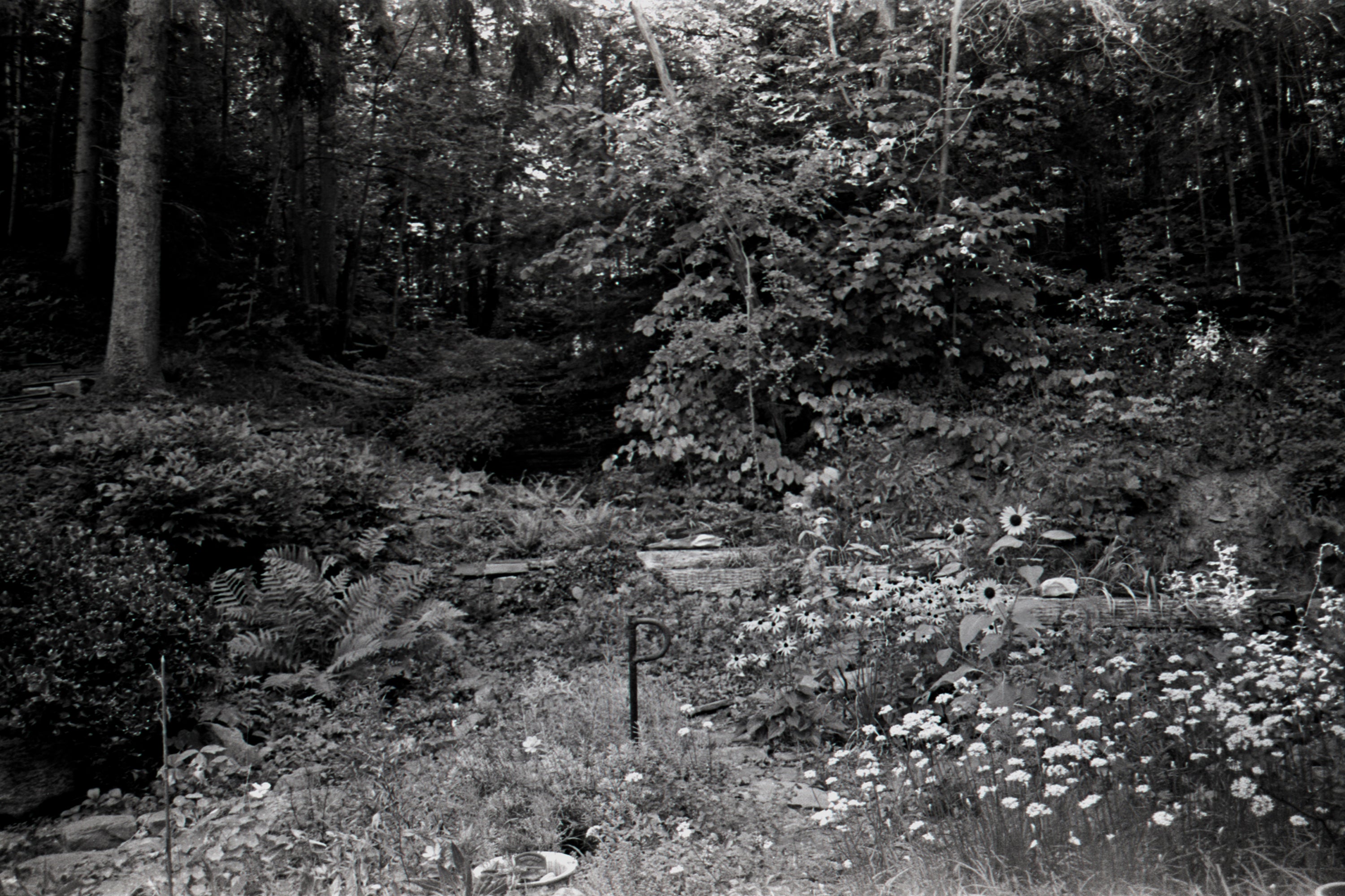 the garden - 8x12 / No Frame / No Mat - 12x18 / No Frame / No Mat