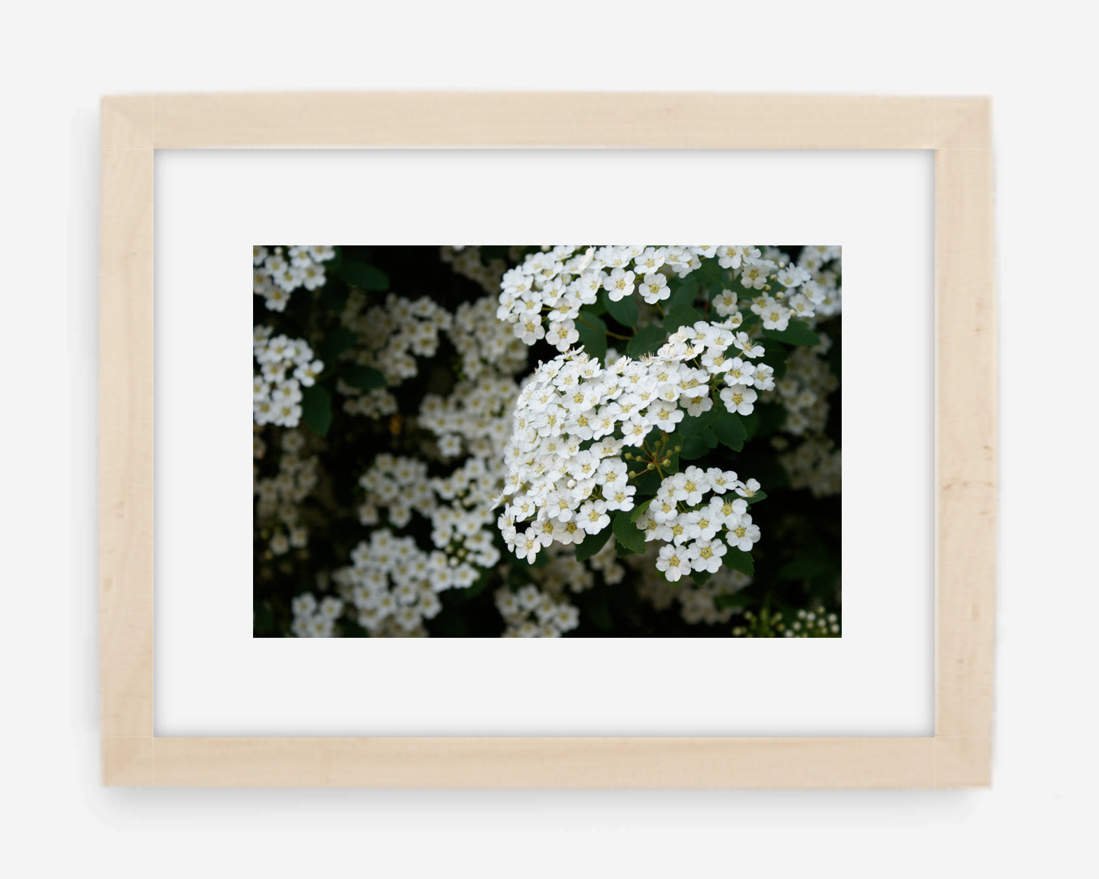 blossoms