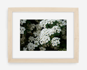 blossoms