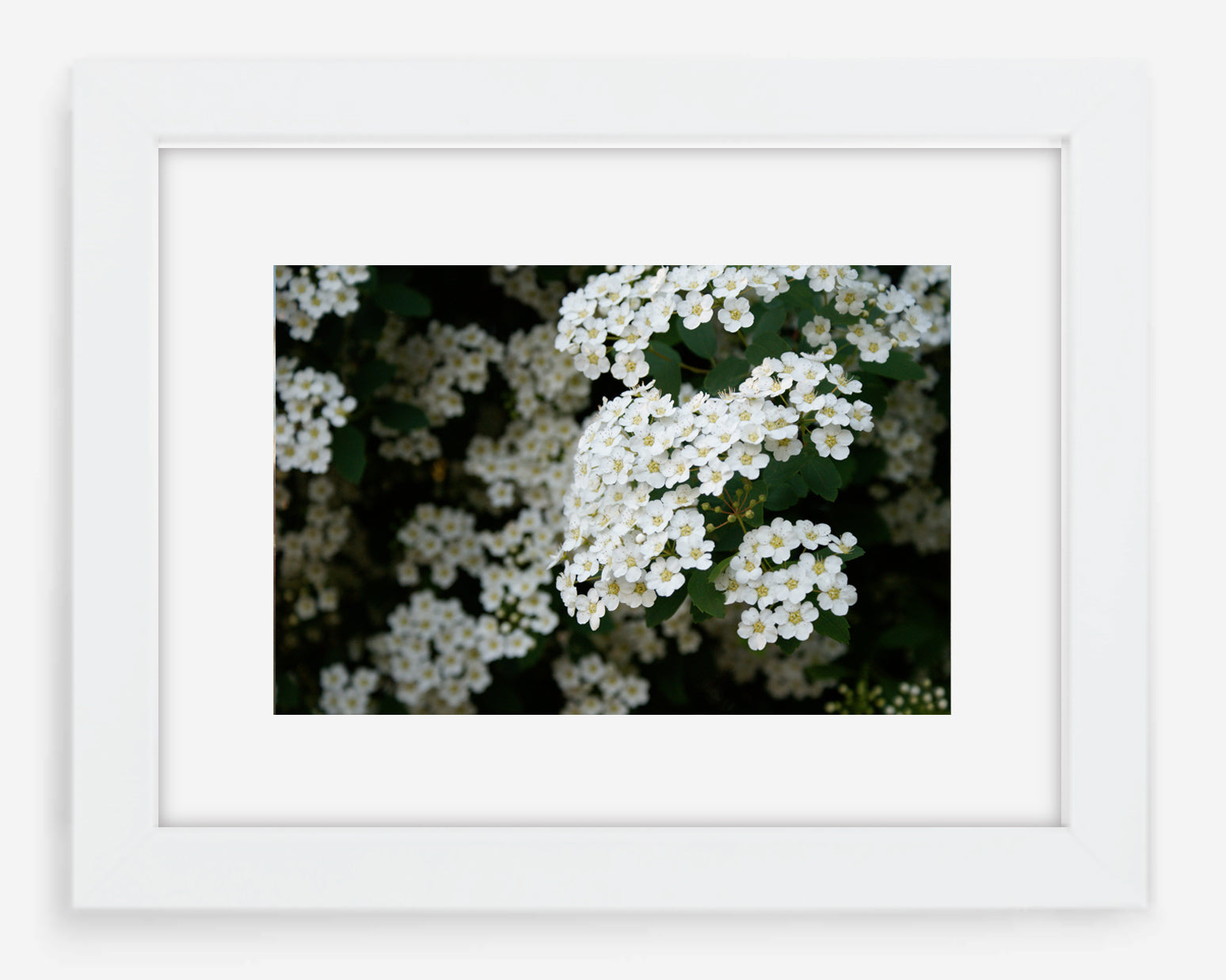 blossoms